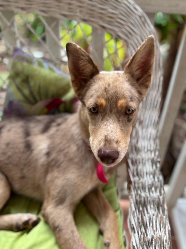 Photo #4 de 🐾 KAYA, une petite chienne en or cherche sa famille 🐾