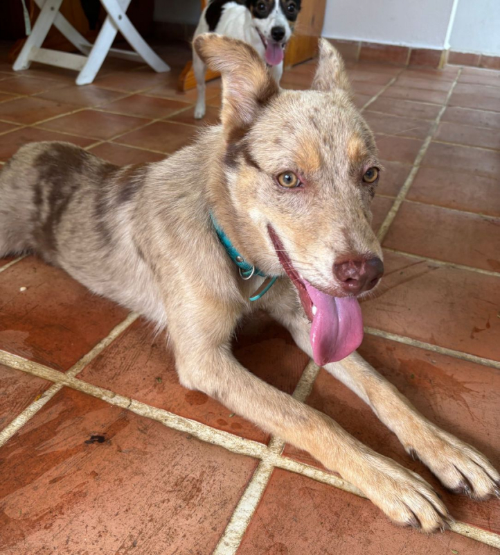 Photo #5 de 🐾 KAYA, une petite chienne en or cherche sa famille 🐾