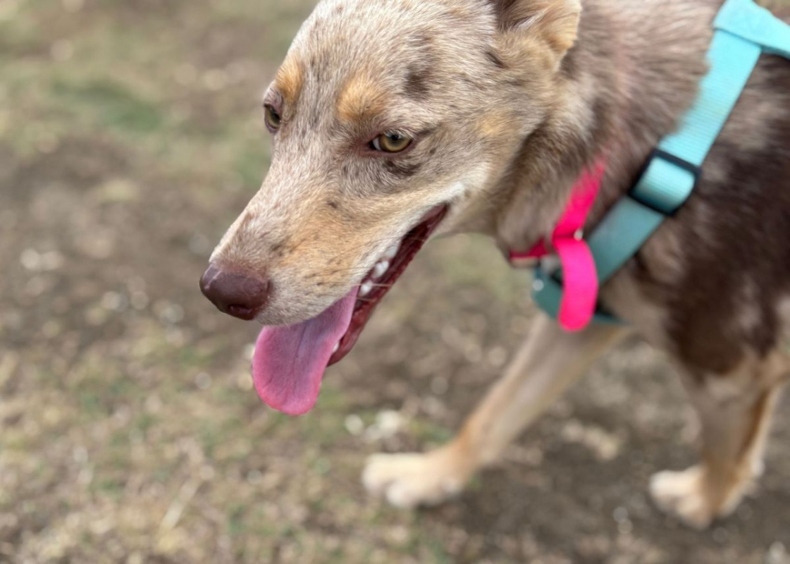 Photo #6 de 🐾 KAYA, une petite chienne en or cherche sa famille 🐾