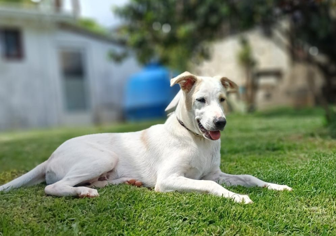 Photo #1 de HOWDI, chiot Berger Créole (format “drôle & câlin”)