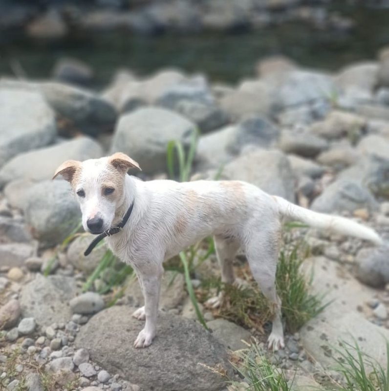 HOWDI - Chien Croisé à adopter - photo 2