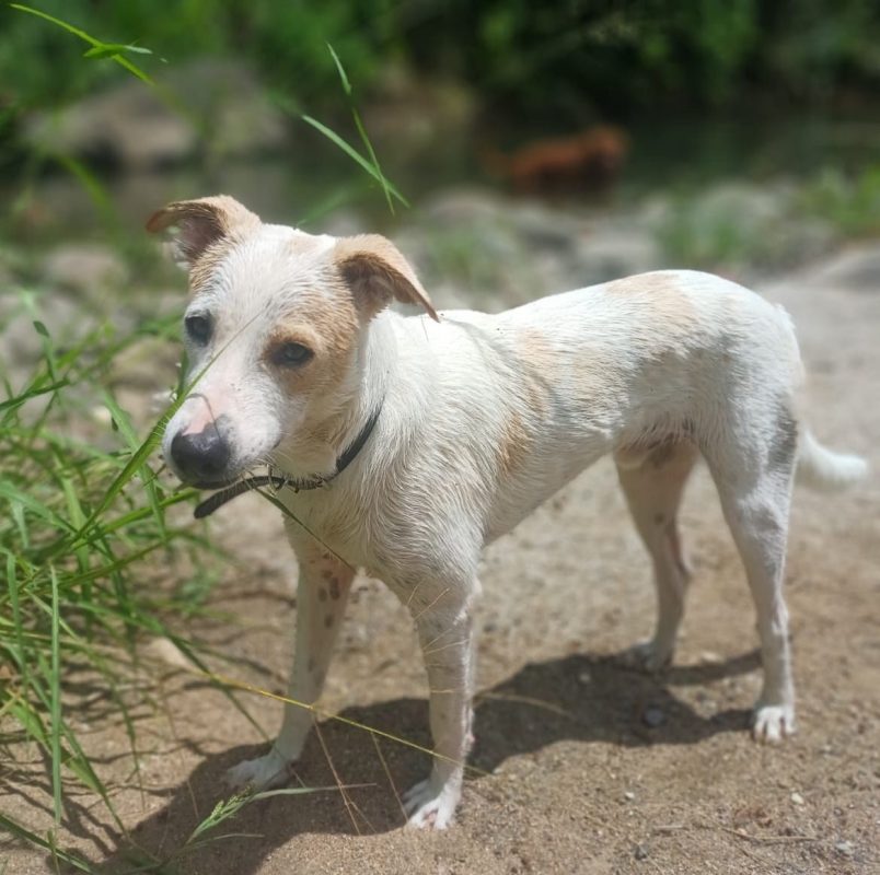 HOWDI - Chien Croisé à adopter - photo 3
