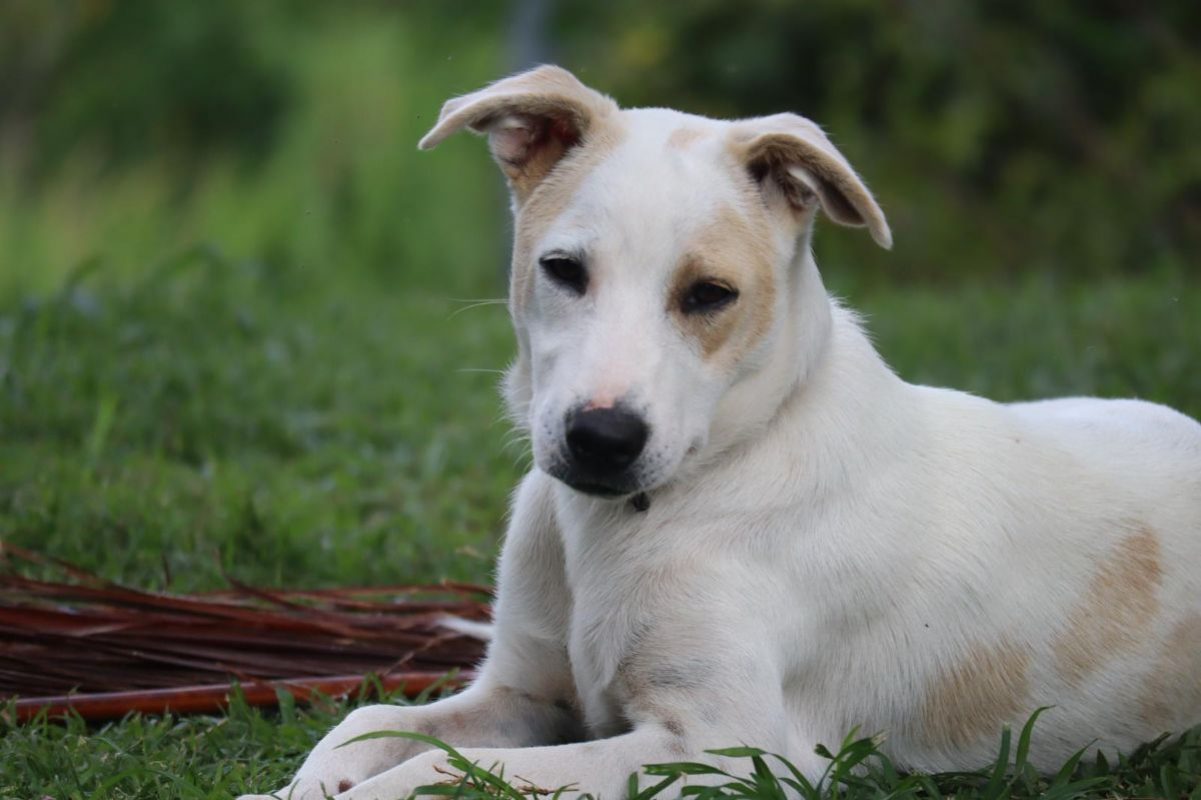 HOWDI - Chien Croisé à adopter