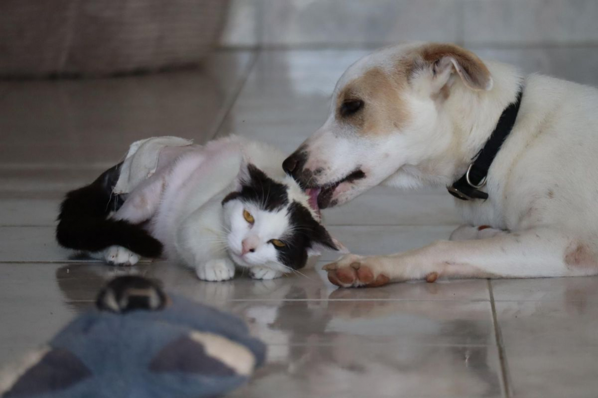Photo #2 de HOWDI, chiot Berger Créole (format “drôle & câlin”)