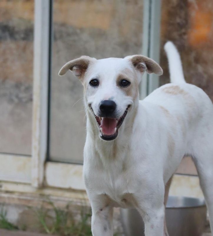 HOWDI - Chien Croisé à adopter - photo 7