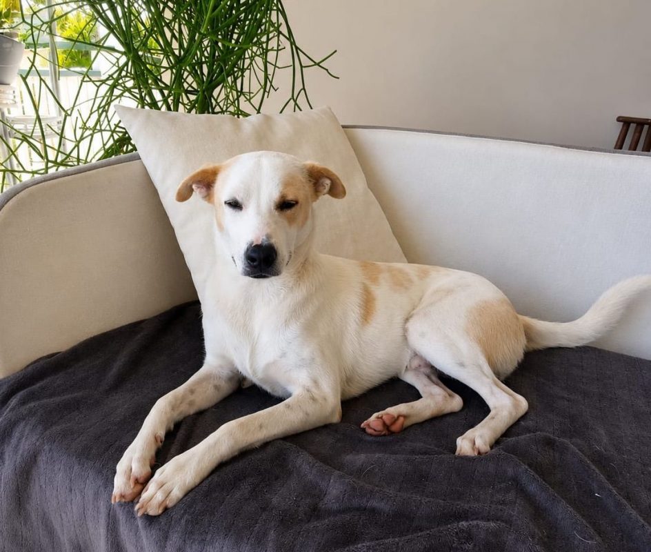 HOWDI - Chien Croisé à adopter - photo 5