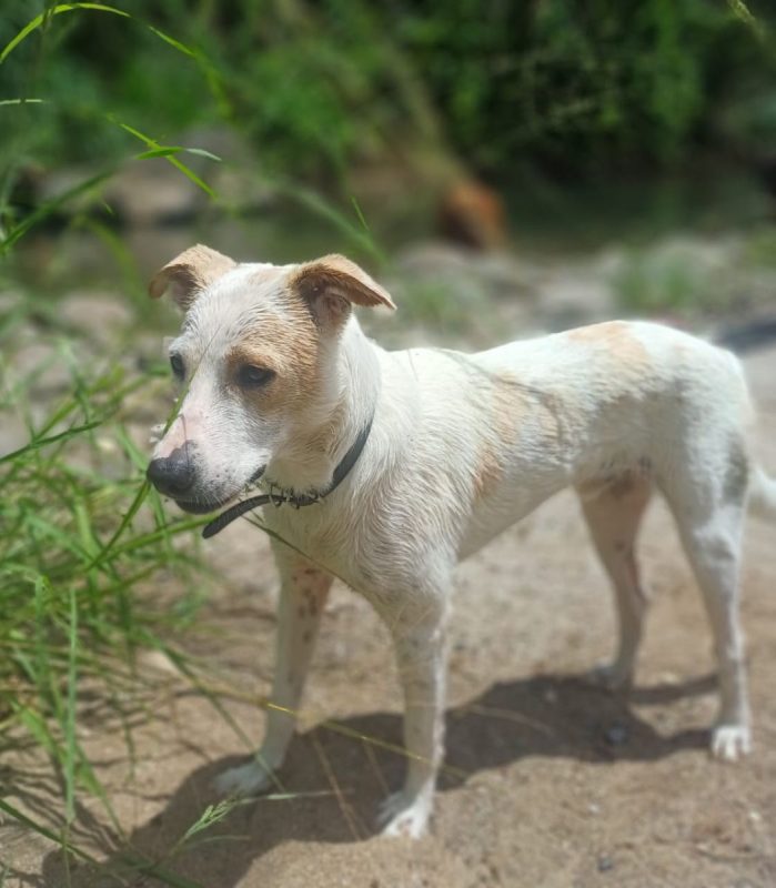 HOWDI - Chien Croisé à adopter - photo 6