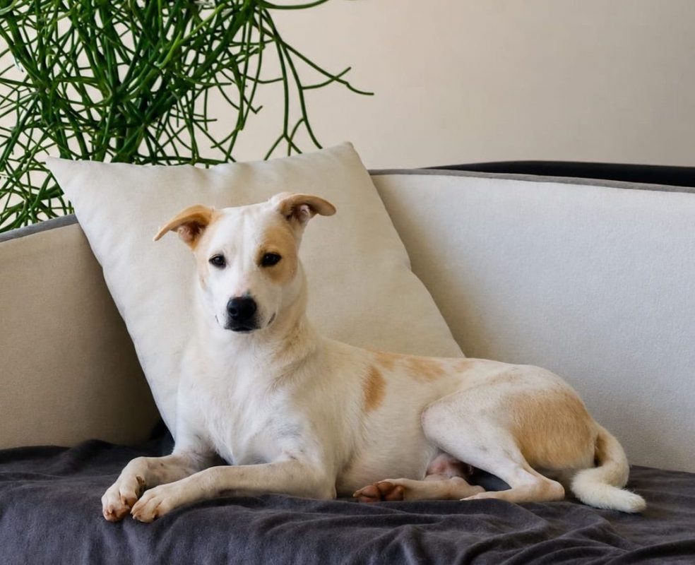 HOWDI - Chien Croisé à adopter - photo 4