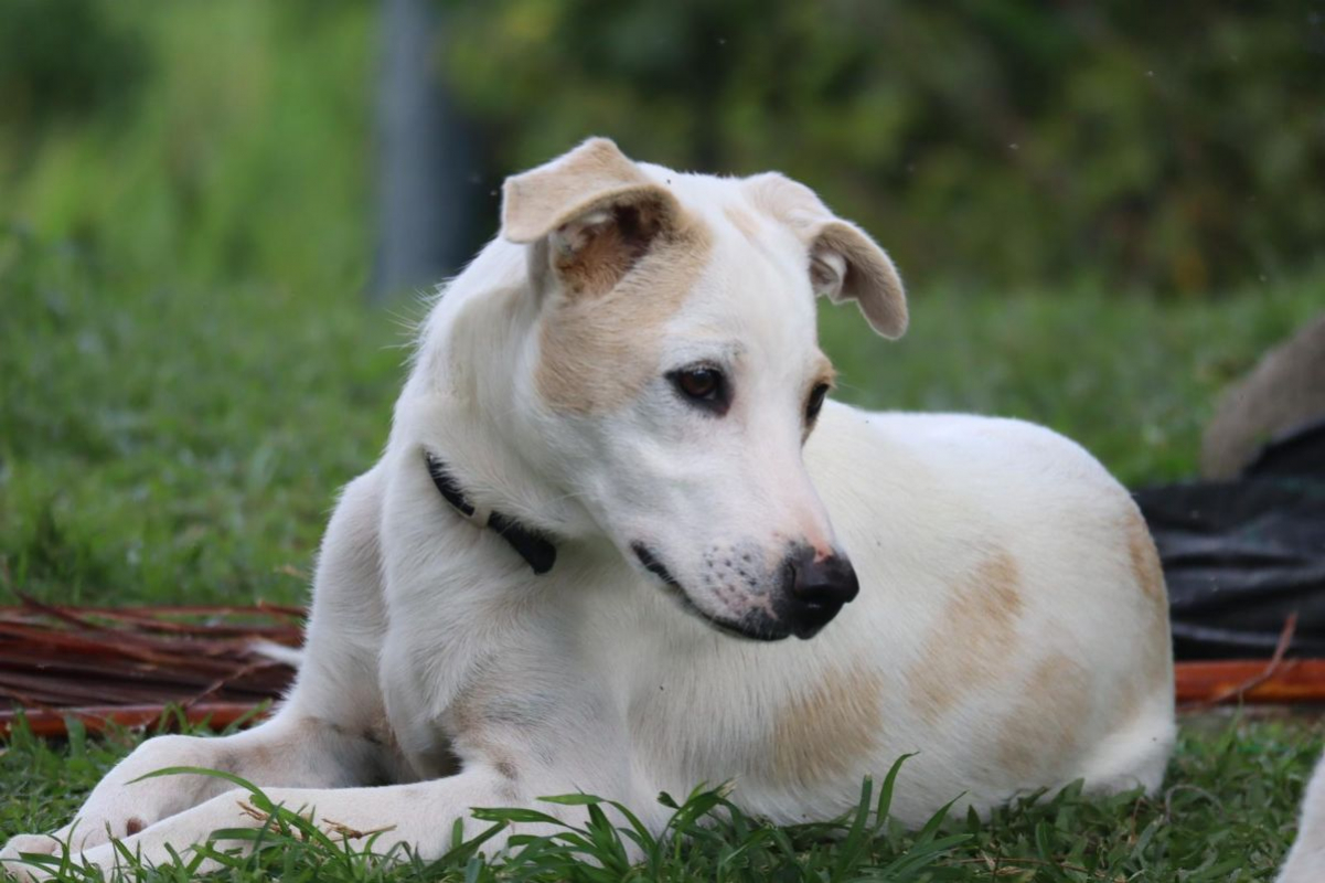 Photo #3 de HOWDI, chiot Berger Créole (format “drôle & câlin”)