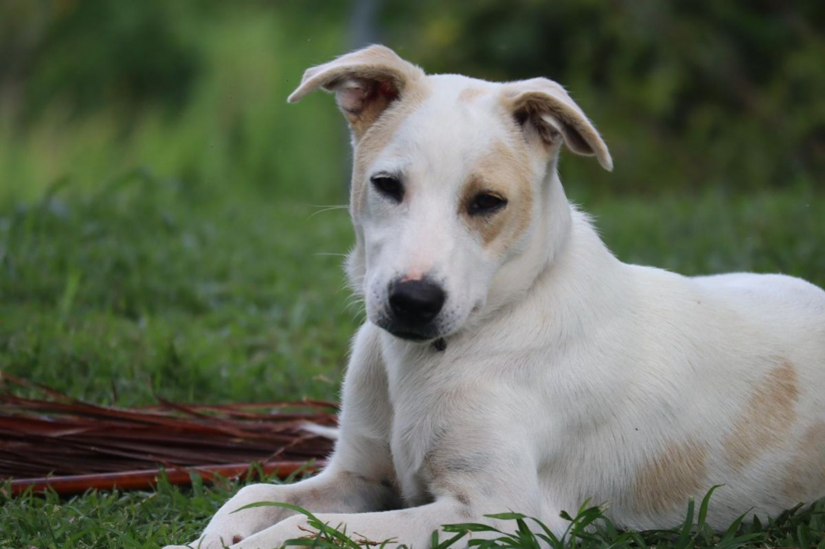 Photo #4 de HOWDI, chiot Berger Créole (format “drôle & câlin”)