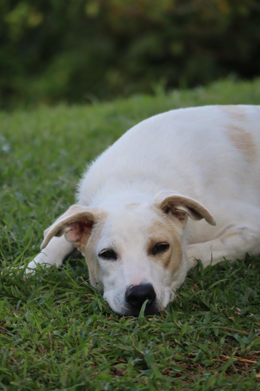 Photo #5 de HOWDI, chiot Berger Créole (format “drôle & câlin”)