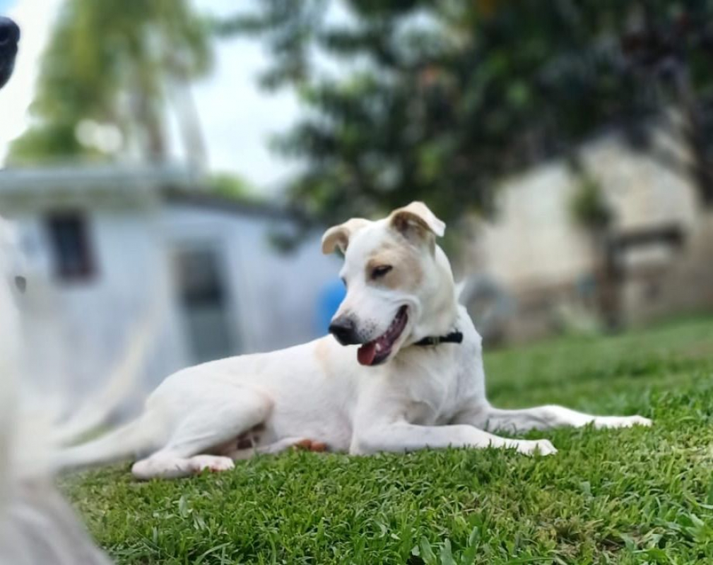 Photo #6 de HOWDI, chiot Berger Créole (format “drôle & câlin”)