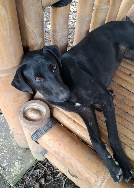 Photo #2 de USLA, Femelle croisée créole