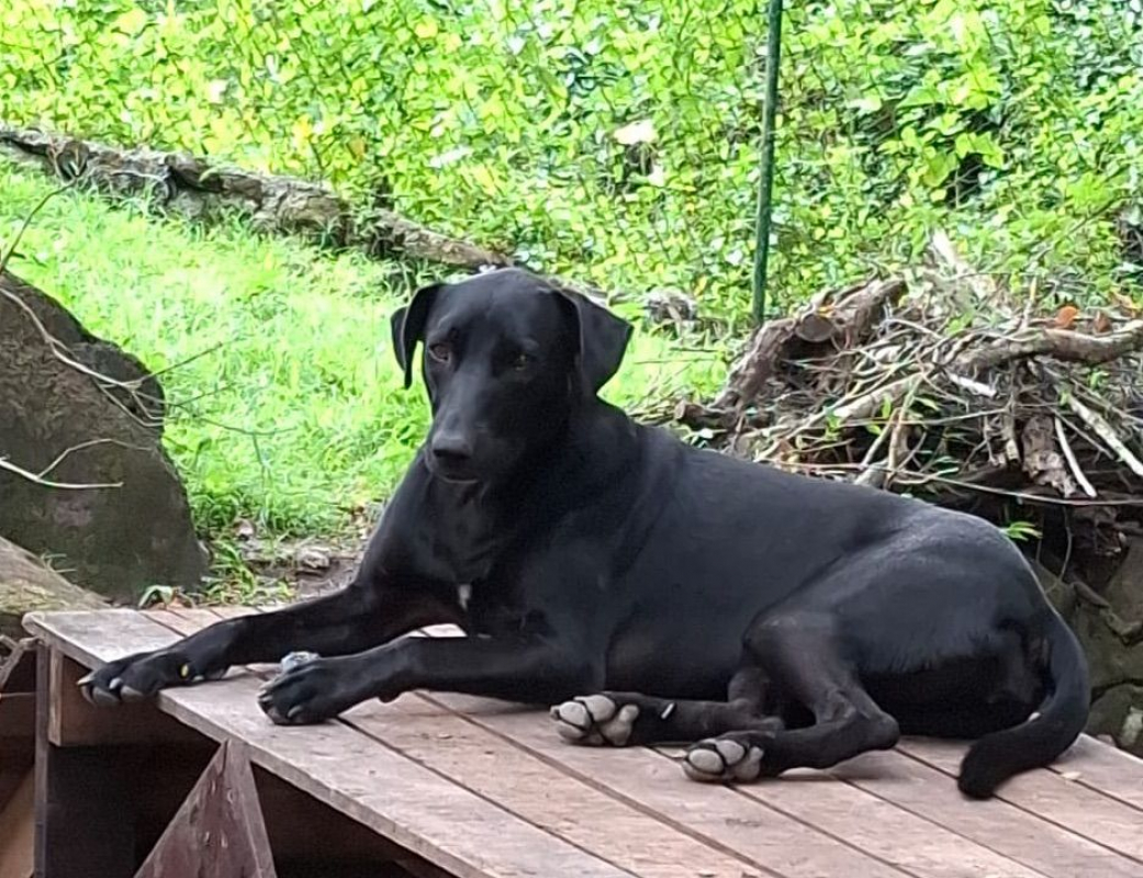 Photo #3 de USLA, Femelle croisée créole