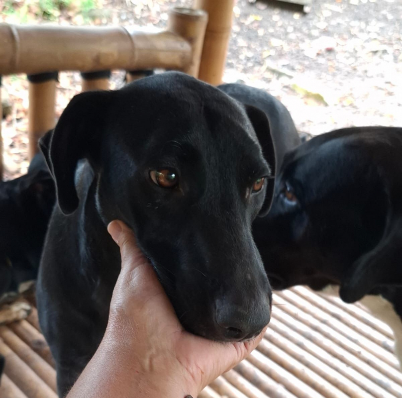 Photo #4 de USLA, Femelle croisée créole