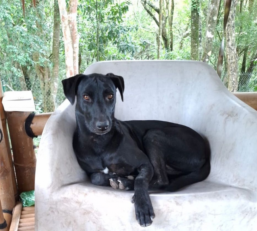 Photo #5 de USLA, Femelle croisée créole