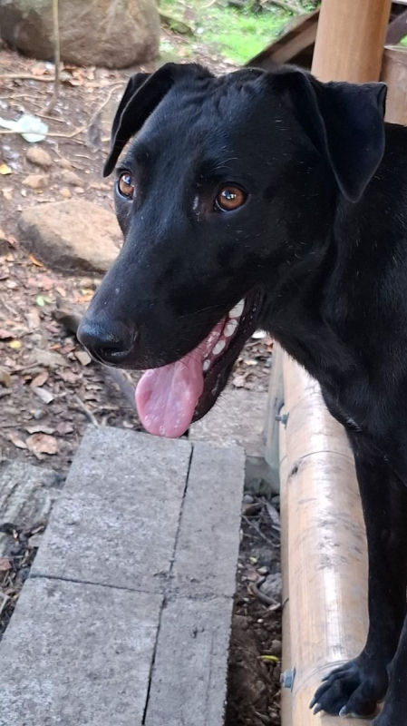 Photo #6 de USLA, Femelle croisée créole