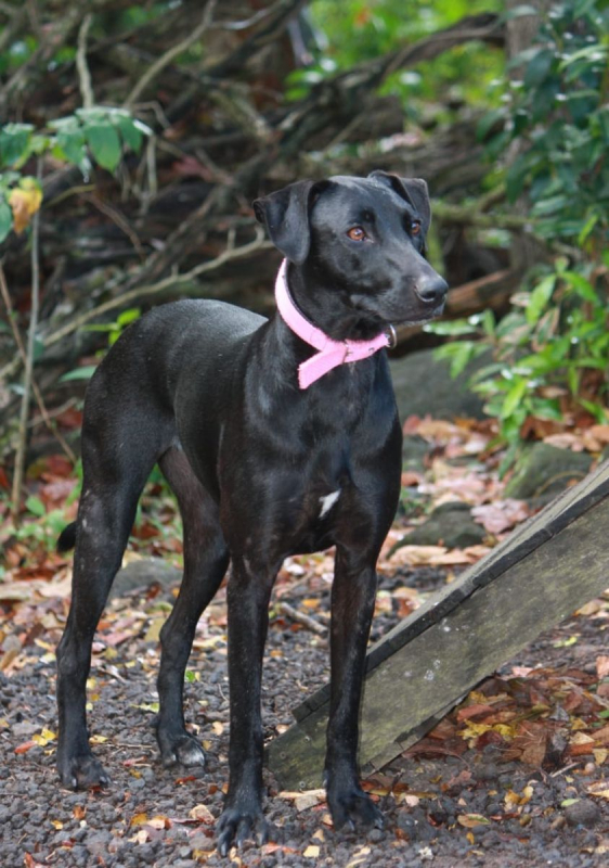 Photo #7 de USLA, Femelle croisée créole