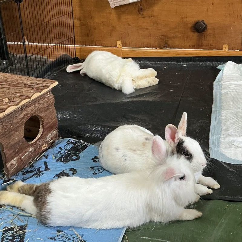 Hugo - Rongeur Lapin à adopter - photo 4