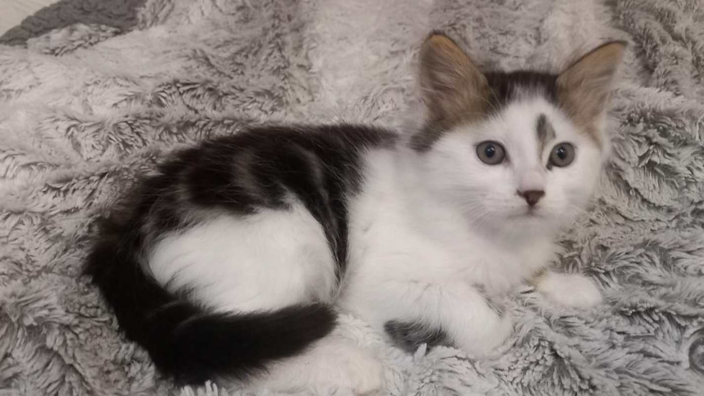 Photo #1 de Balthazar