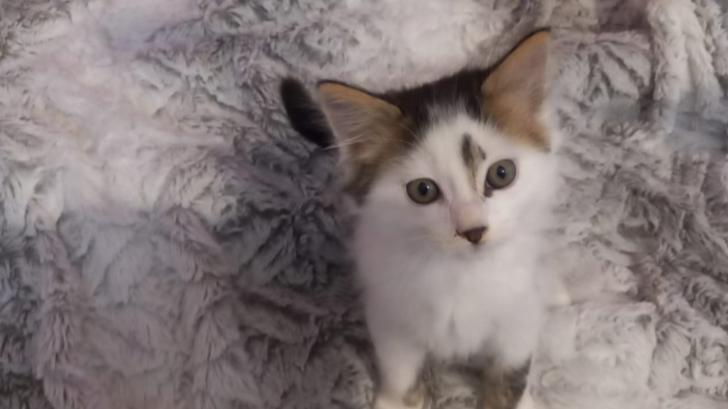 Photo #2 de Balthazar