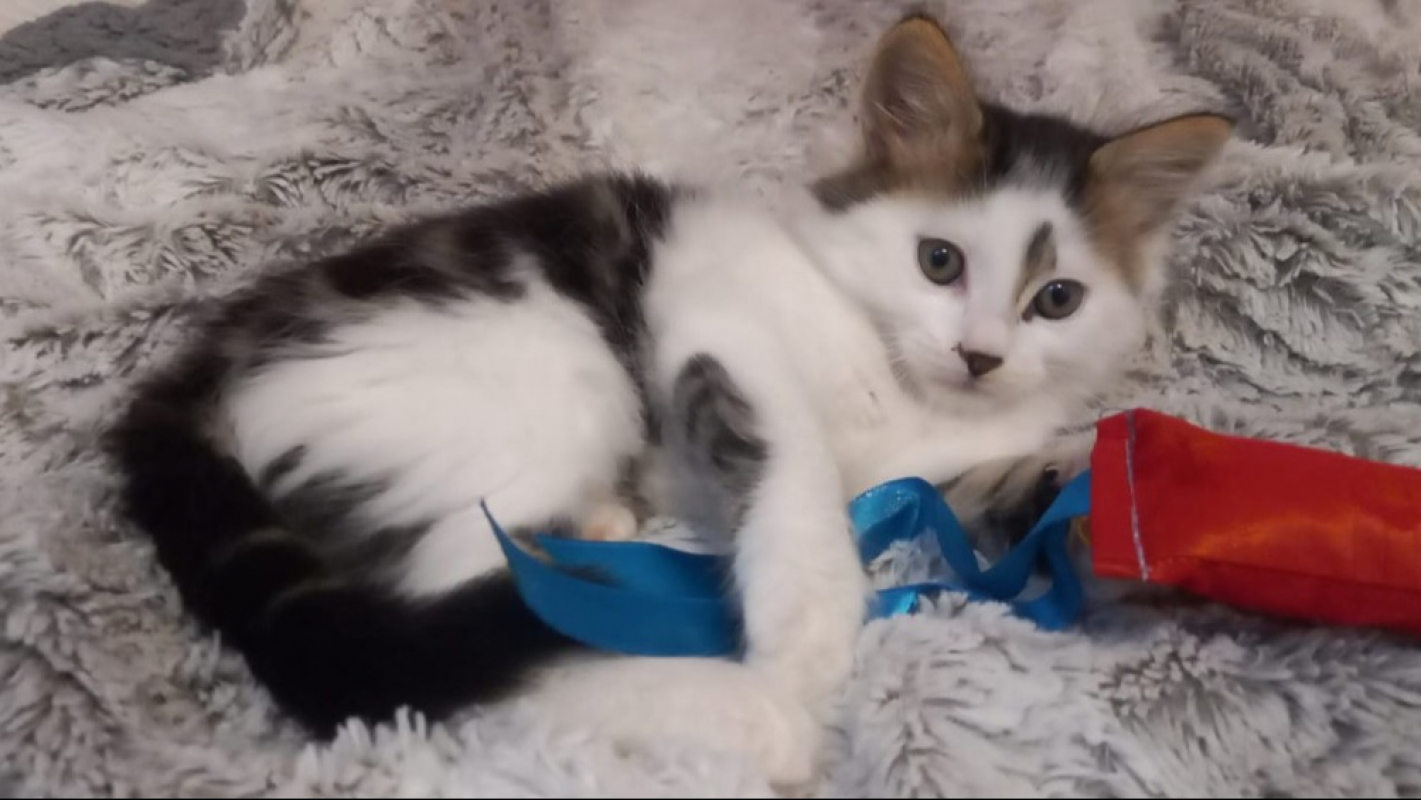 Photo #3 de Balthazar