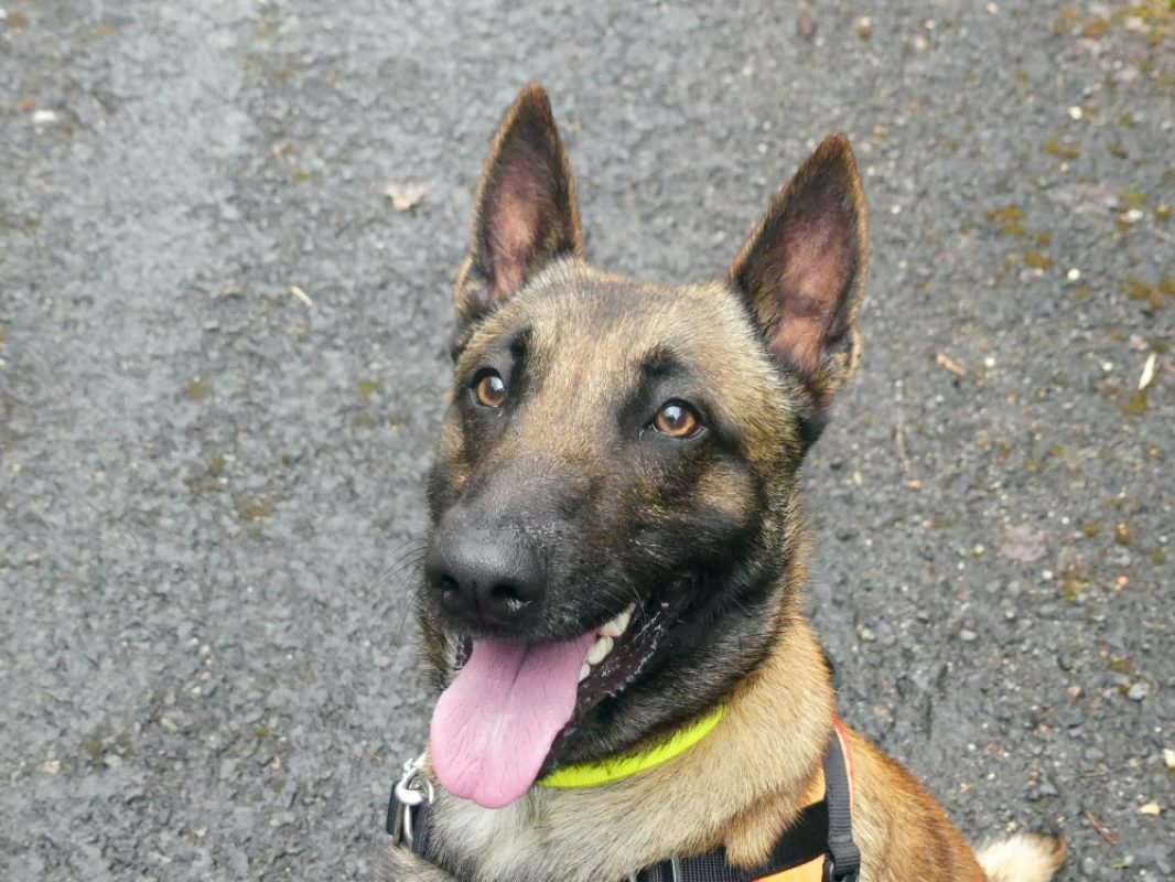 Rex - Chien Berger Belge Malinois à adopter