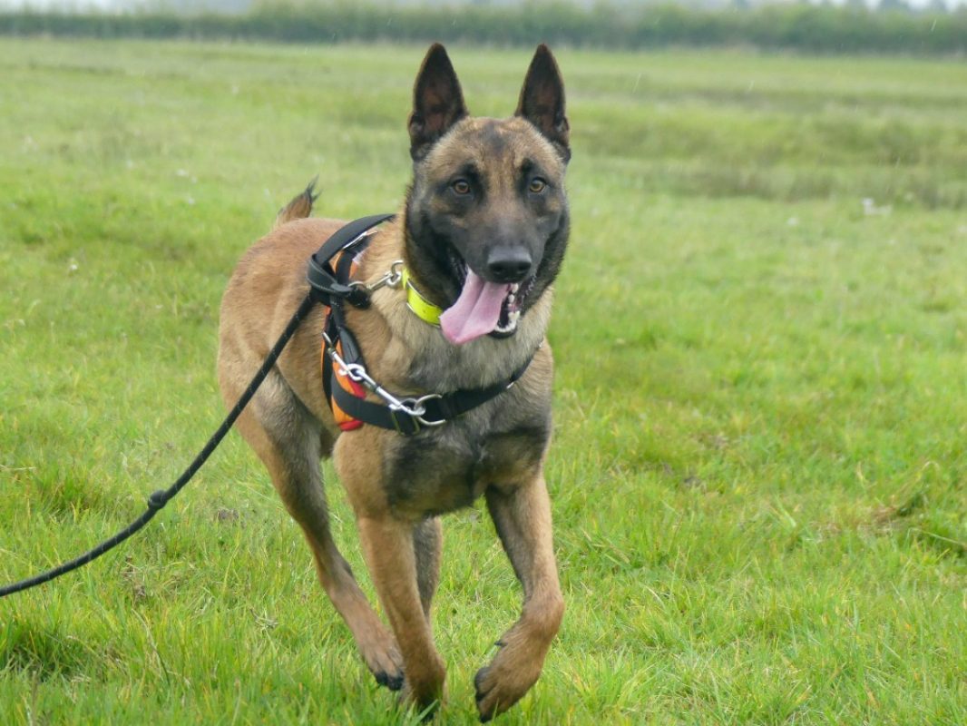 Rex - Chien Berger Belge Malinois à adopter - photo 2