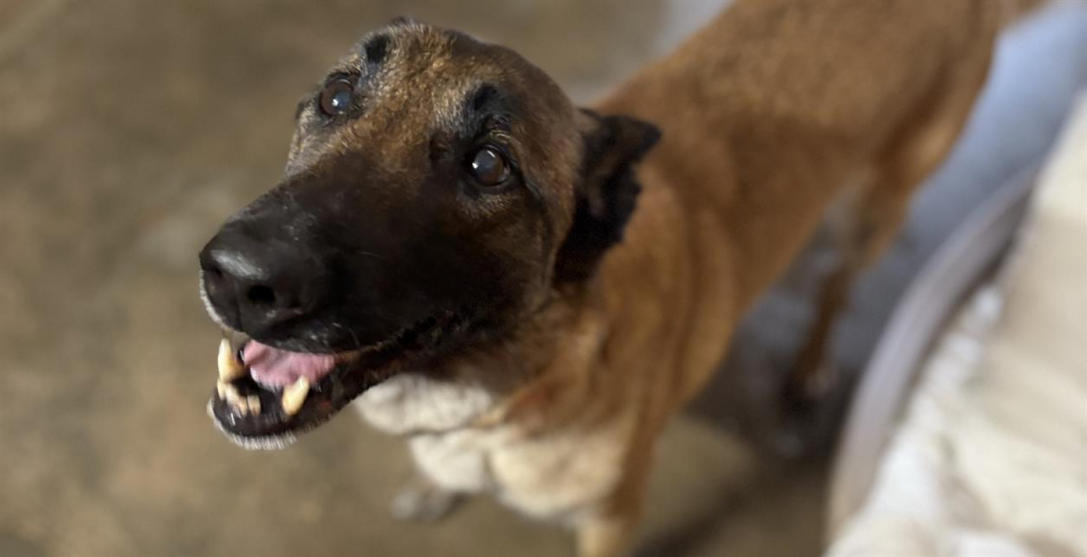 Photo de Nigan dit ninja