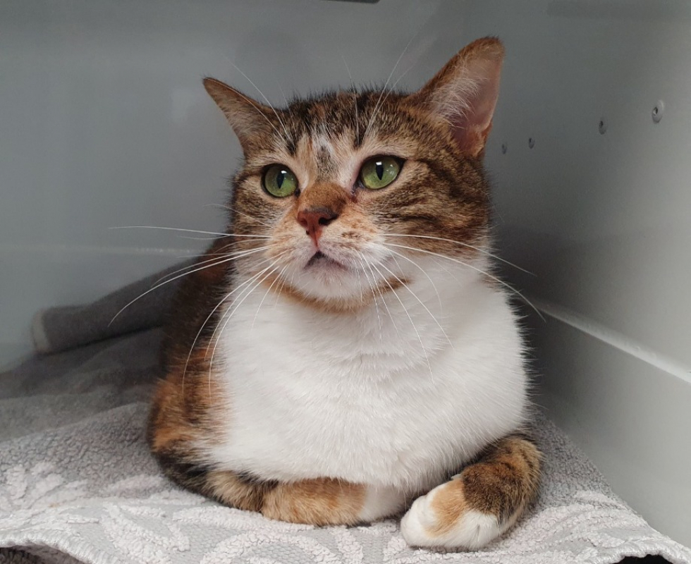 Photo #2 de Brigitte