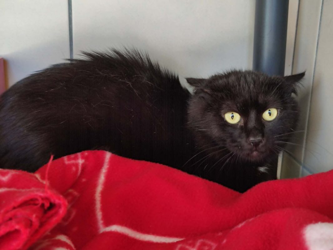 Benco - Chat Européen à adopter