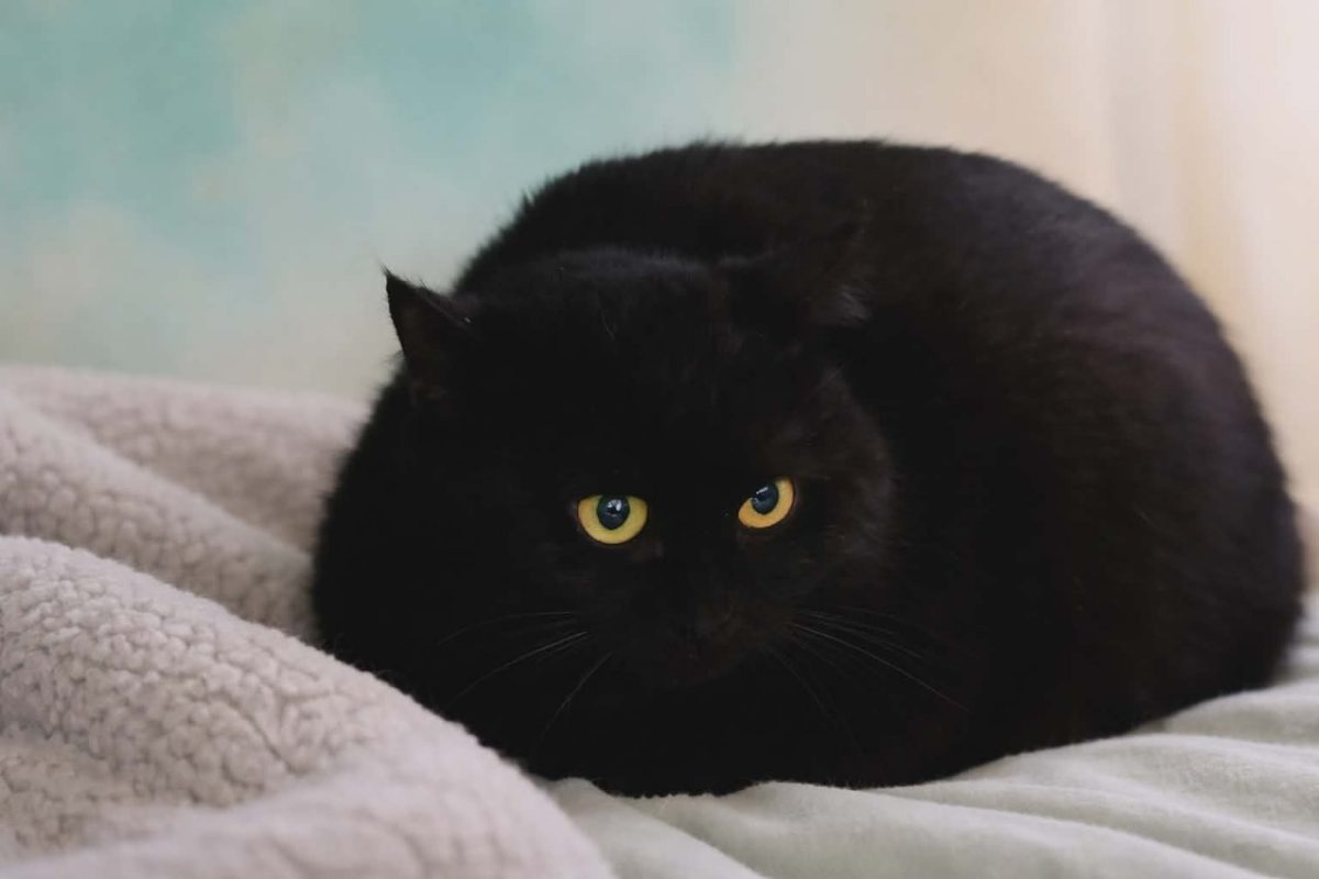 Benco - Chat Européen à adopter - photo 2