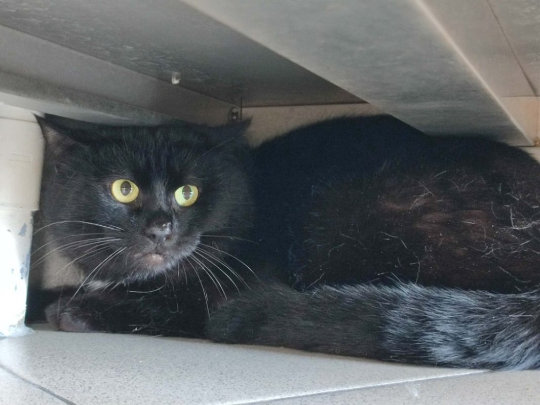 Benco - Chat Européen à adopter - photo 4