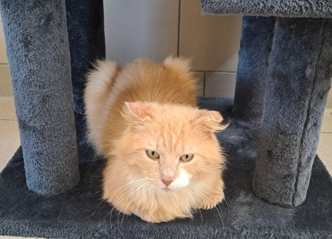 Photo #3 de Simba