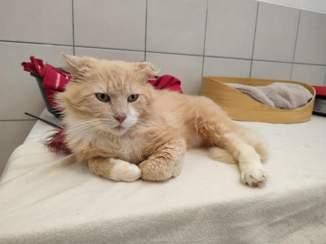 Photo #4 de Simba