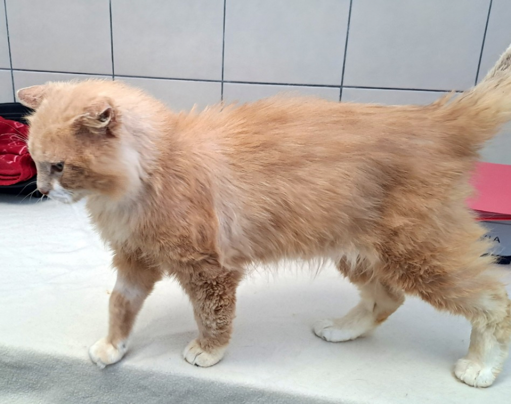 Photo #5 de Simba