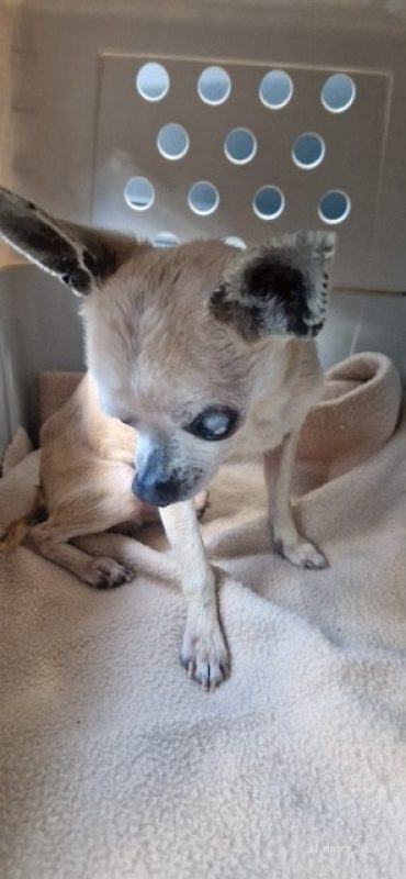 Gigi - Chien Chihuahua à adopter