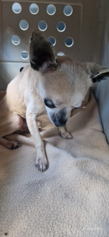 Gigi - Chien Chihuahua à adopter - photo 2