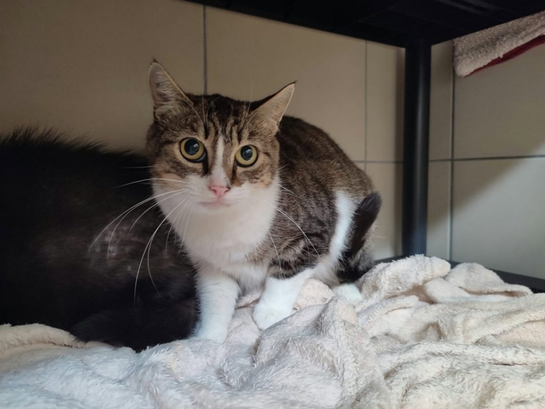 Sudo - Chat Européen à adopter - photo 3
