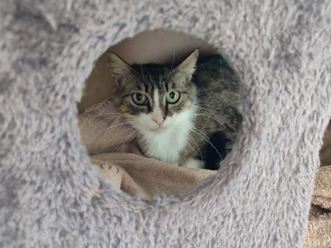 Sudo - Chat Européen à adopter - photo 4