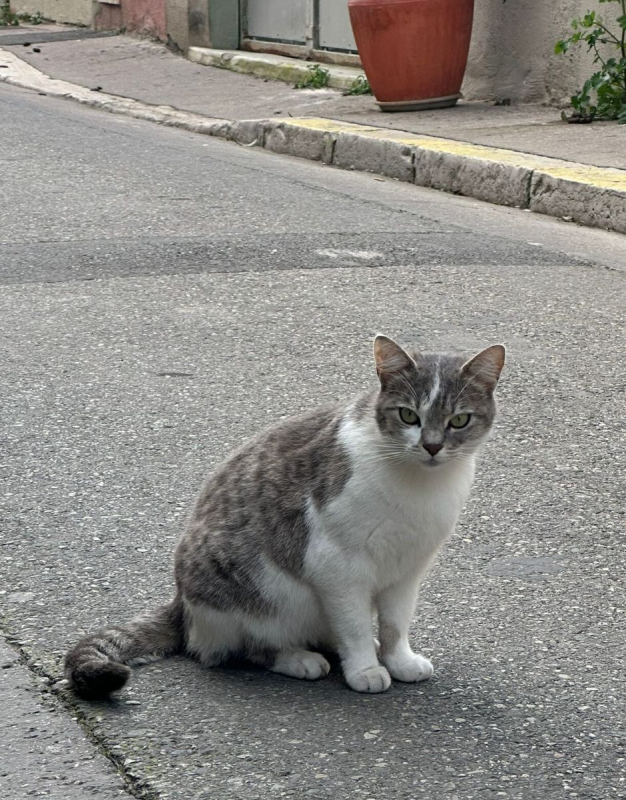 Photo #3 de Scarlette