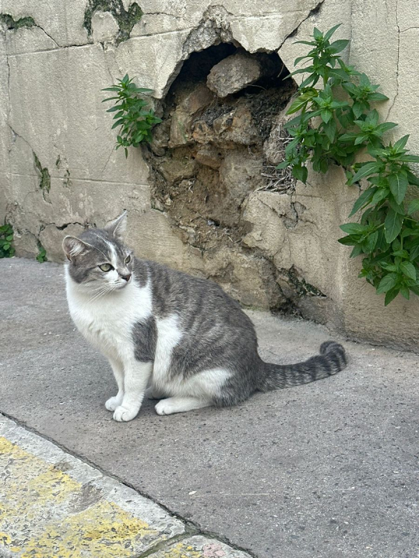 Photo #4 de Scarlette