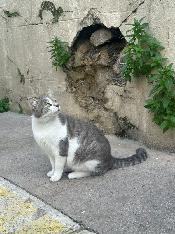 Photo #5 de Scarlette