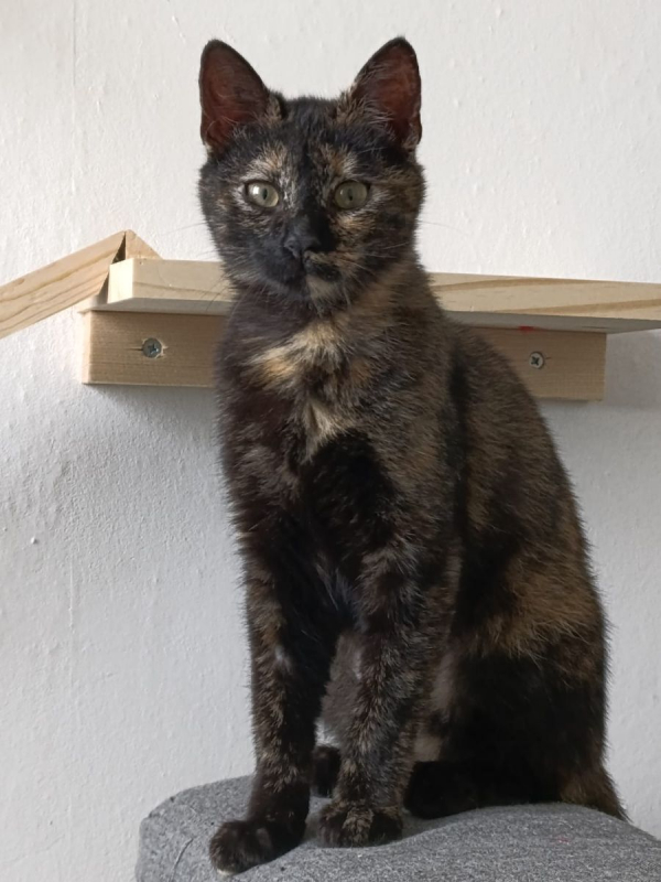 Photo #1 de MISTY et CHAUSSETTE