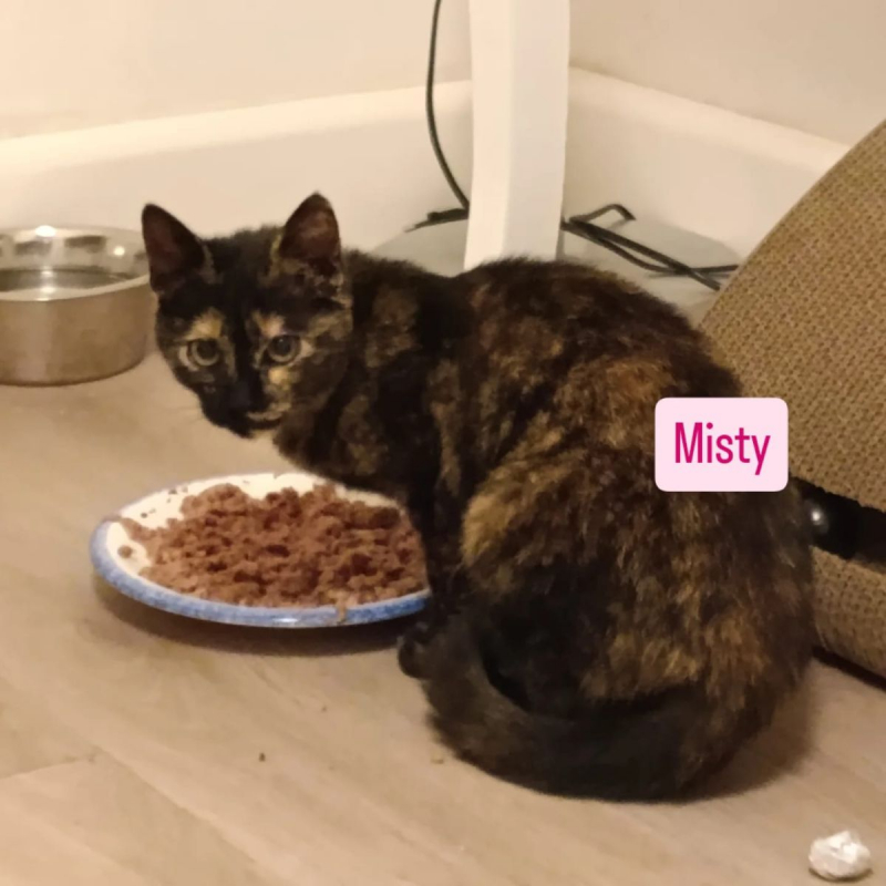 Photo #2 de MISTY et CHAUSSETTE