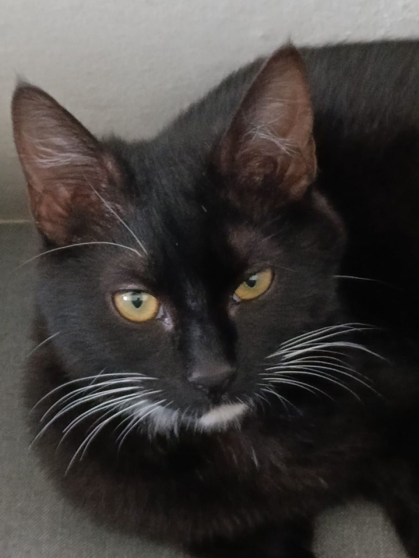 Photo #3 de MISTY et CHAUSSETTE