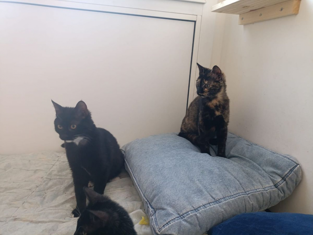 Photo #4 de MISTY et CHAUSSETTE