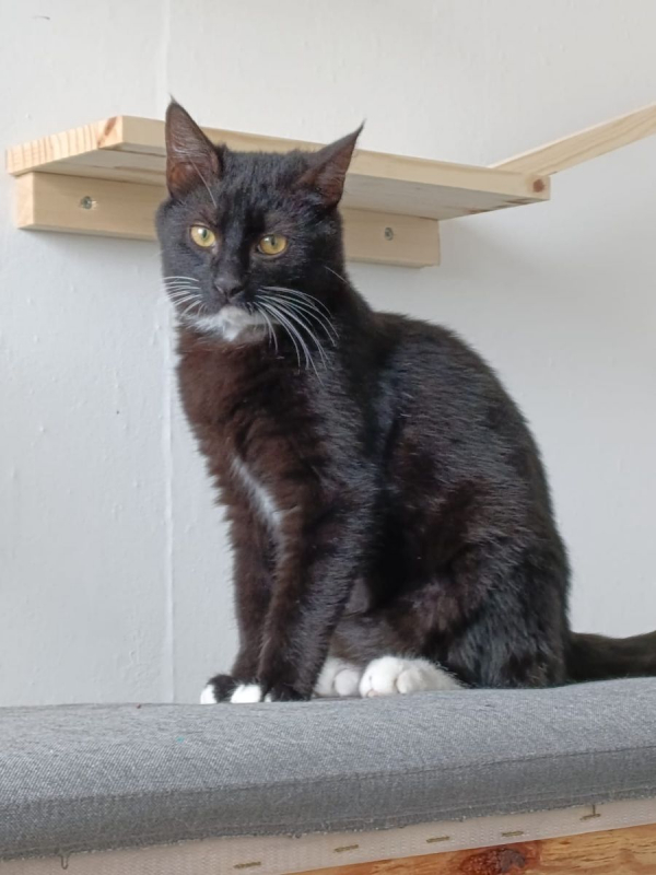 Photo #5 de MISTY et CHAUSSETTE