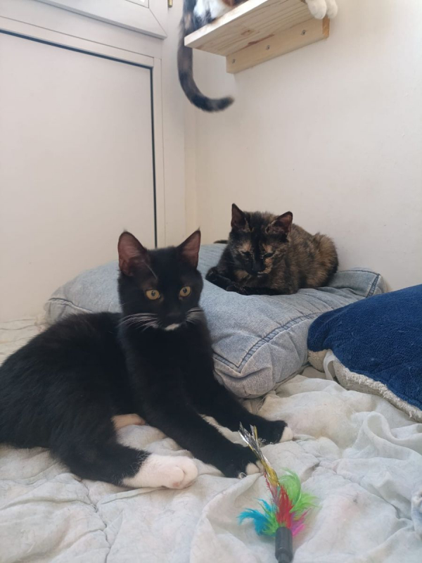 Photo #6 de MISTY et CHAUSSETTE