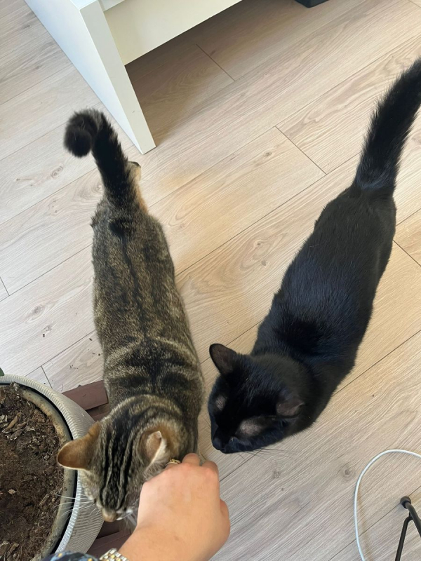 Photo #2 de DAISY et LILOU